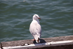 Chroicocephalus novaehollandiae