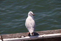 Chroicocephalus novaehollandiae