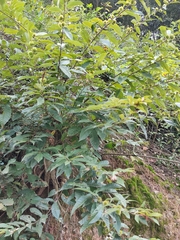Castanea seguinii