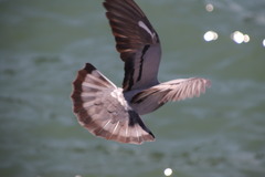 Columba livia domestica