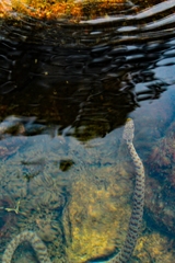 Thamnophis unilabialis