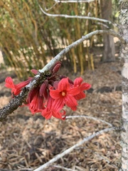 Brachychiton bidwillii