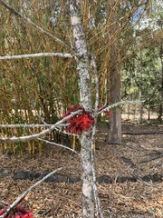 Brachychiton bidwillii