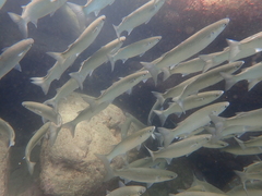 Myxus elongatus