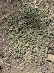 Guilleminea densa