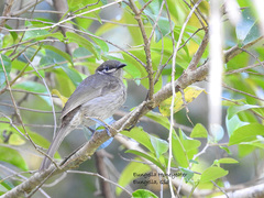 Bolemoreus hindwoodi