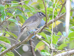 Bolemoreus hindwoodi