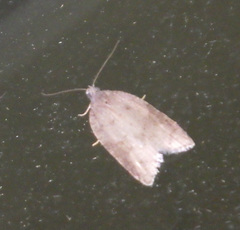 Acleris sparsana