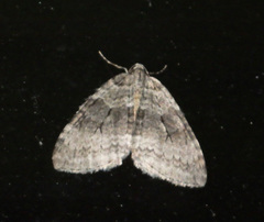 Operophterini