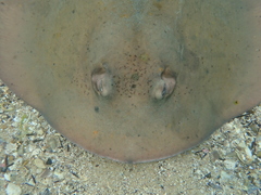 Trygonoptera imitata
