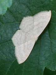 Scopula coniaria