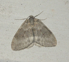 Operophterini