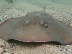 Trygonoptera imitata