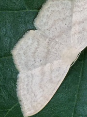Scopula coniaria