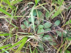 Salvia lyrata