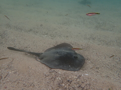 Trygonoptera testacea