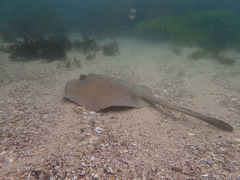 Trygonoptera imitata