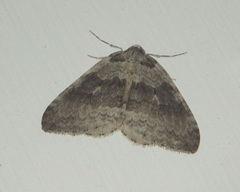 Operophterini