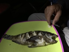 Sebastes auriculatus