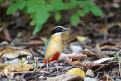 Pitta moluccensis