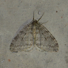 Operophterini