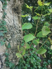 Populus nigra