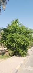Ziziphus jujuba
