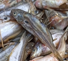 Striped Catfish photo 4