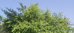 Ziziphus jujuba