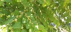Ziziphus jujuba