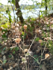 Tanacetum poteriifolium