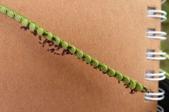 Paspalum floridanum