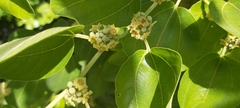 Ziziphus jujuba