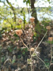 Tanacetum poteriifolium