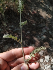 Tanacetum poteriifolium