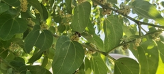 Apis mellifera