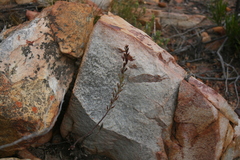 Adromischus inamoenus