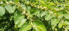 Apis mellifera