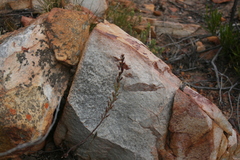 Adromischus inamoenus