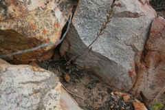 Adromischus inamoenus