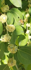 Apis mellifera
