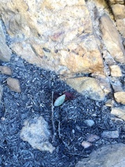 Adromischus inamoenus