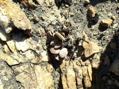 Adromischus inamoenus