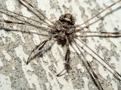 Dicranopalpus ramosus