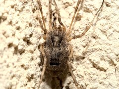 Odiellus spinosus