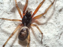 Steatoda nobilis