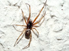 Steatoda nobilis