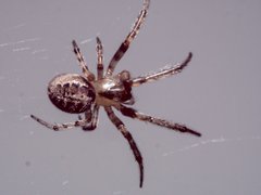 Zygiella x-notata