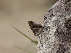 Junonia rhadama