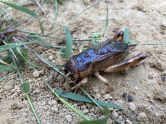 Tarbinskiellus portentosus